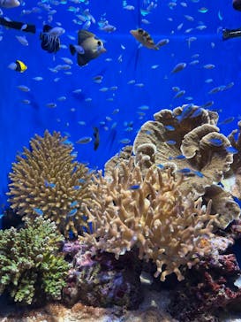 沖縄美ら海水族館に投稿された画像（2022/8/29）