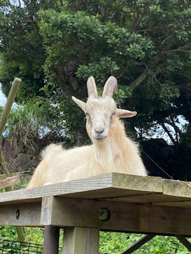 伊豆シャボテン動物公園に投稿された画像（2022/8/29）