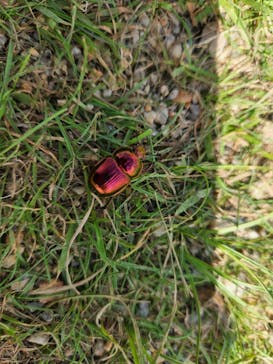 びわ湖バレイに投稿された画像（2022/8/29）