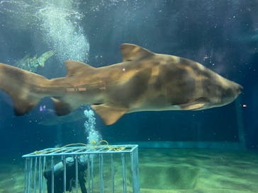 アクアワールド茨城県大洗水族館に投稿された画像（2022/8/29）