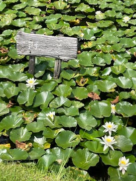 三溪園に投稿された画像（2022/8/30）