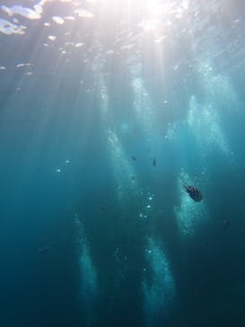 沖縄マリンサービス碧に投稿された画像（2022/8/30）