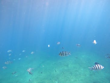 沖縄マリンサービス碧に投稿された画像（2022/8/30）