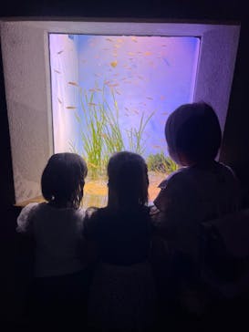 島根県立 しまね海洋館に投稿された画像（2022/8/30）