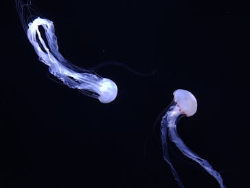 サンシャイン水族館に投稿された画像（2022/8/30）