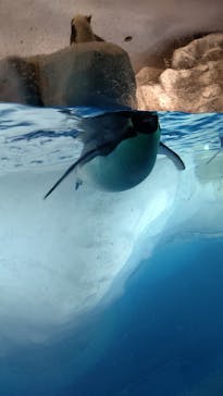 名古屋港水族館に投稿された画像（2022/8/30）