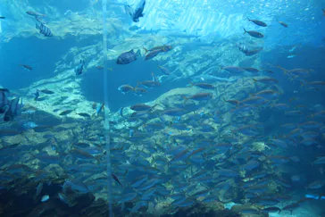 仙台うみの杜水族館に投稿された画像（2022/8/30）