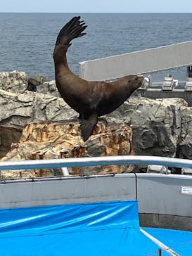 大分マリーンパレス水族館 「うみたまご」に投稿された画像（2022/8/30）