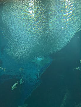 マリンワールド海の中道に投稿された画像（2022/8/30）