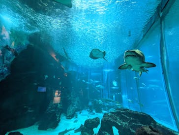 マリンワールド海の中道に投稿された画像（2022/8/30）