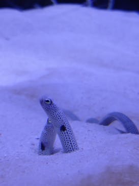 マリンワールド海の中道に投稿された画像（2022/8/30）