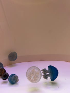 大分マリーンパレス水族館 「うみたまご」に投稿された画像（2022/8/30）