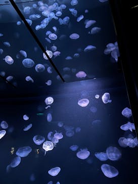 サンシャイン水族館に投稿された画像（2022/8/30）
