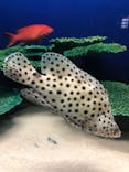 アクアワールド茨城県大洗水族館に投稿された画像（2022/8/30）