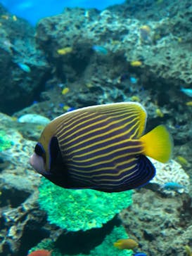 アクアワールド茨城県大洗水族館に投稿された画像（2022/8/30）