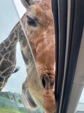 那須サファリパークに投稿された画像（2022/8/30）