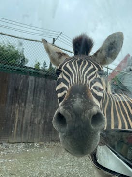 那須サファリパークに投稿された画像（2022/8/30）