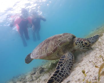 アマミエンシスに投稿された画像（2022/8/30）