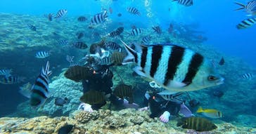 青の洞窟専門店　沖縄ダイビングショップ和に投稿された画像（2022/8/30）