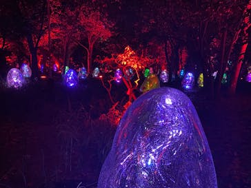 チームラボ ボタニカルガーデン 大阪に投稿された画像（2022/8/30）