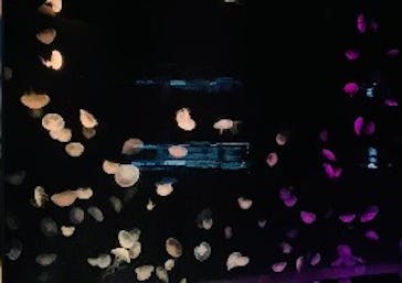 サンシャイン水族館に投稿された画像（2022/8/30）