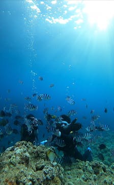 ダイビングショップ　ハイビスカスに投稿された画像（2022/8/31）