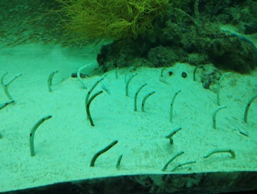 環境水族館アクアマリンふくしまに投稿された画像（2022/8/31）