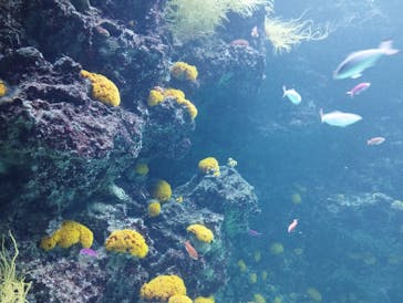 環境水族館アクアマリンふくしまに投稿された画像（2022/8/31）