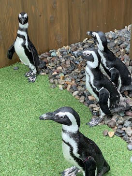 おさるランド＆アニタウン　日光さる軍団劇場に投稿された画像（2022/8/31）