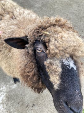 まかいの牧場に投稿された画像（2022/8/31）