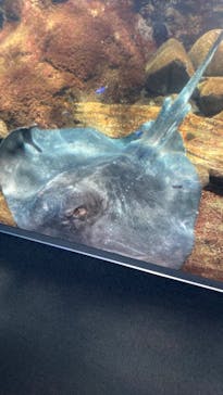 新江ノ島水族館に投稿された画像（2022/8/31）