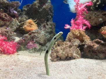 新江ノ島水族館に投稿された画像（2022/8/31）