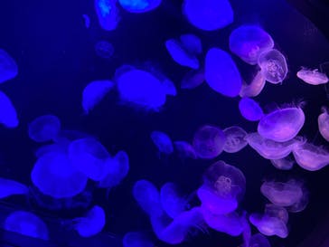 マリンワールド海の中道に投稿された画像（2022/8/31）