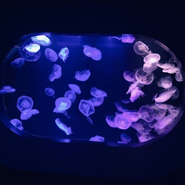 マリンワールド海の中道に投稿された画像（2022/8/31）