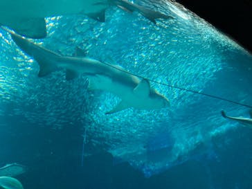 マリンワールド海の中道に投稿された画像（2022/8/31）