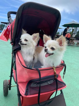 伊豆ぐらんぱる公園に投稿された画像（2022/8/31）