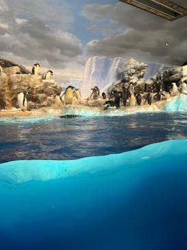 名古屋港水族館に投稿された画像（2022/8/31）