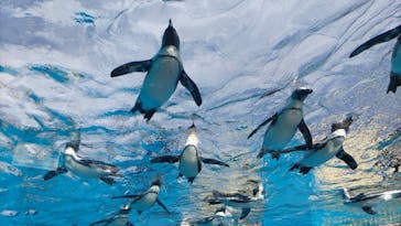 サンシャイン水族館に投稿された画像（2022/8/31）