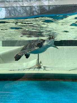 名古屋港水族館に投稿された画像（2022/8/31）