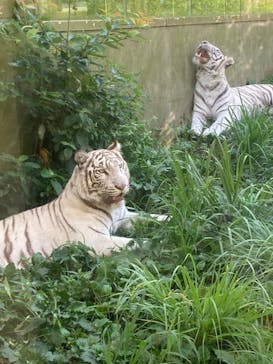 伊豆アニマルキングダムに投稿された画像（2022/8/31）