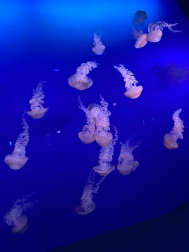 新江ノ島水族館に投稿された画像（2022/9/1）