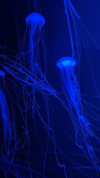 九十九島パールシーリゾートに投稿された画像（2022/9/1）