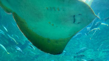 九十九島パールシーリゾートに投稿された画像（2022/9/1）