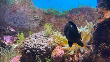 九十九島パールシーリゾートに投稿された画像（2022/9/1）