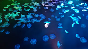 すみだ水族館に投稿された画像（2022/9/1）