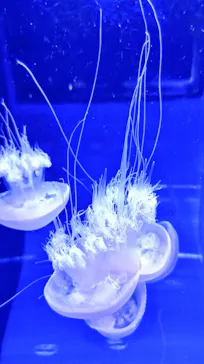 すみだ水族館に投稿された画像（2022/9/1）