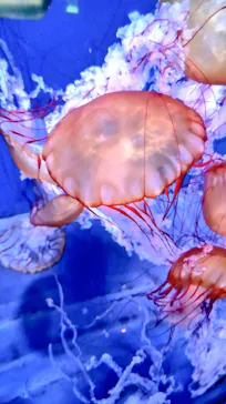 すみだ水族館に投稿された画像（2022/9/1）