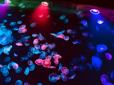 すみだ水族館に投稿された画像（2022/9/1）