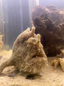 環境水族館アクアマリンふくしまに投稿された画像（2022/9/1）