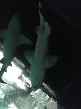 アクアワールド茨城県大洗水族館に投稿された画像（2022/9/1）